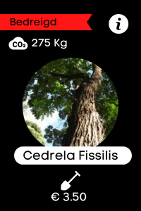 TCNL Cedrela Fissilis
