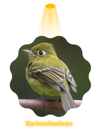 Badge Habitat Yellowish Flycatcher