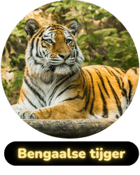 Habitat badge bengaalse tijger