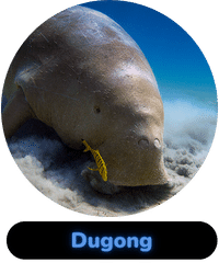 Habitat badge dugong