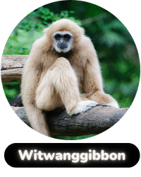 Habitat badge witwanggibbon