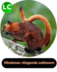 Habitat badge mindanao vliegende eekhoorn