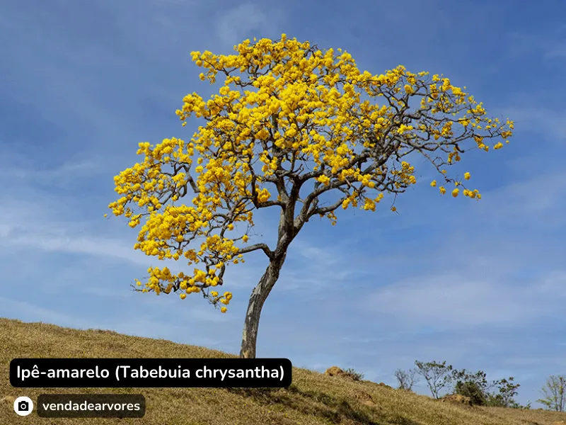 Ipê-amarelo (Tabebuia chrysantha)