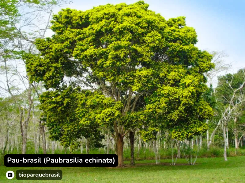Pau-brasil (Paubrasilia echinata)