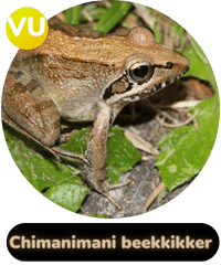 Habit Badge Chimanimani Beekkikker