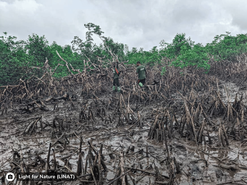 Nature_restoration_Cameroon_Estuary_slider3